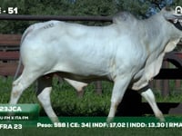 Lote 51