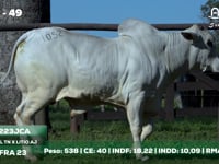 Lote 49