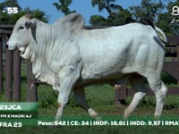 Lote 55