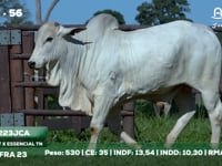 Lote 56