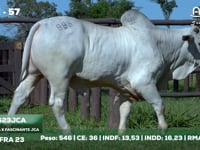 Lote 57
