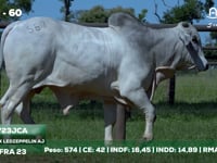 Lote 60