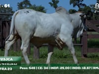 Lote 61