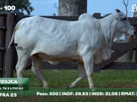 Lote 100