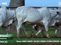 Lote 103
