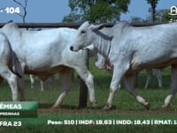 Lote 104
