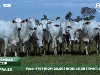 Lote 105