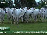 Lote 106