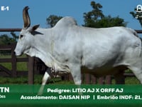 Lote E-1 3314TN x DAISANNIP