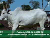 Lote E-1 3314TN x IMPARTUL
