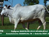 Lote E-1 7515TN x ESSENCIALTN