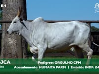 Lote E-1 15414JCA x HUMAITAPARM