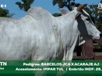 Lote E-1 7515TN x IMPARTUL