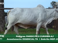 Lote E-2 2418TN x ESSENCIALTN