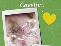 Celebrating the Heart of CaveInn Labradors: Our Incredible Momma Labs