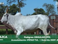 Lote E-2 15414JCA x IMPARTUL