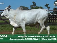 Lote E-2 10722JCA x BURBONAH