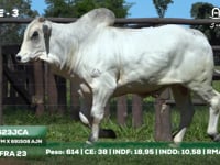 Lote 03