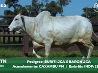 Lote E-2 4314TN x CAXAMBUFM