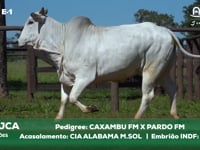 Lote E-1 4722JCA x CIALABAMAM.SOL