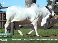 Lote 11