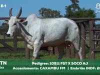 Lote E-1 4713TN x CAXAMBUFM