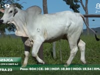 Lote 12