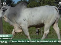 Lote 13