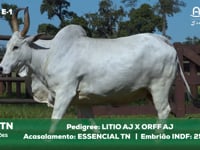 Lote E-1 3314TN x ESSENCIALTN