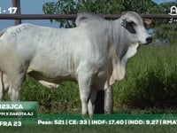 Lote 17