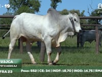 Lote 19