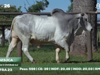 Lote 26
