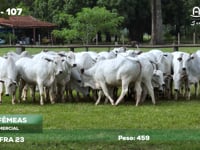 Lote 107C