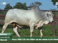Lote 29