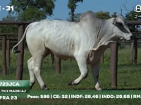 Lote 31