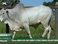 Lote 34