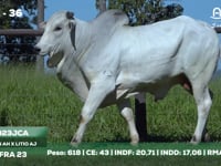 Lote 36