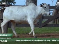 Lote 101