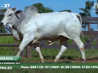 Lote 37