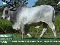 Lote 38