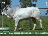Lote 40