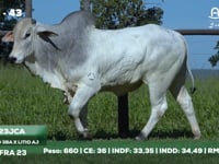 Lote 43
