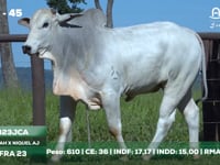 Lote 45