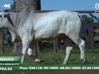 Lote 46