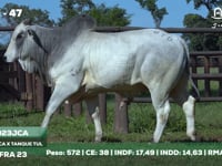 Lote 47