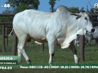 Lote 48