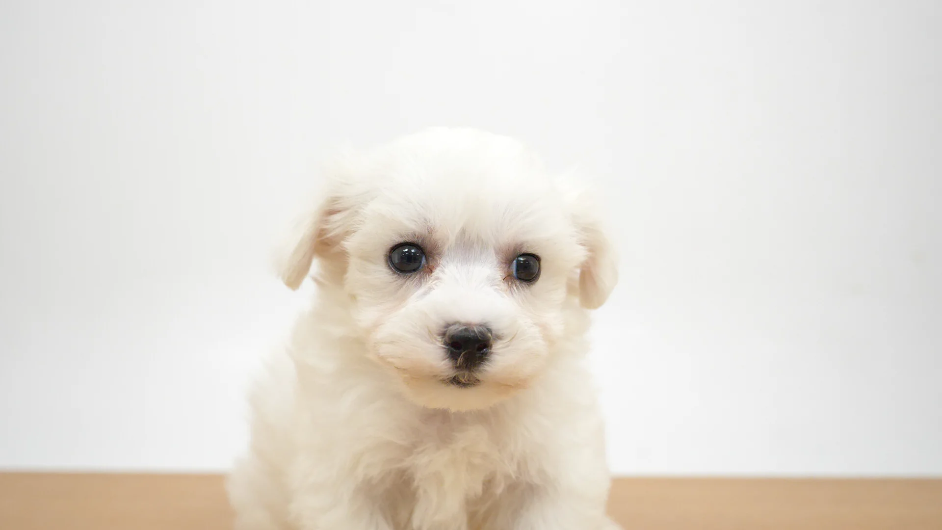 ハーフ犬（マルリーゼ） ホワイト 女の子 アリオ深谷店