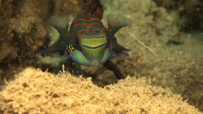 0853_Mandarin fish close up
