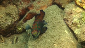1181_Mandarin fish swimming over rocks