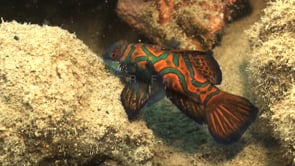 1182_Mandarin fish swimming and hiding